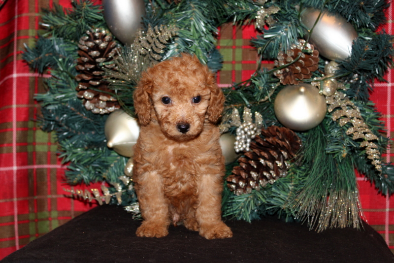 puppy, for, sale, Mini Poodle, Matthew B. Stoltzfus, dog, breeder, Gap, PA, dog-breeder, puppy-for-sale, forsale, nearby, find, puppyfind, locator, puppylocator, aca